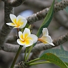 J01_1920 Frangipani